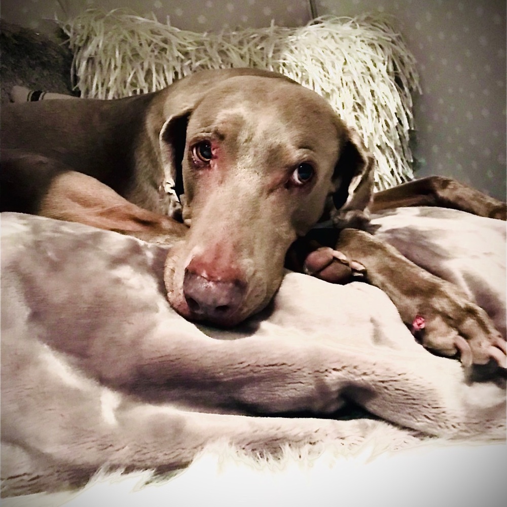 Meet your Posher, Heidi